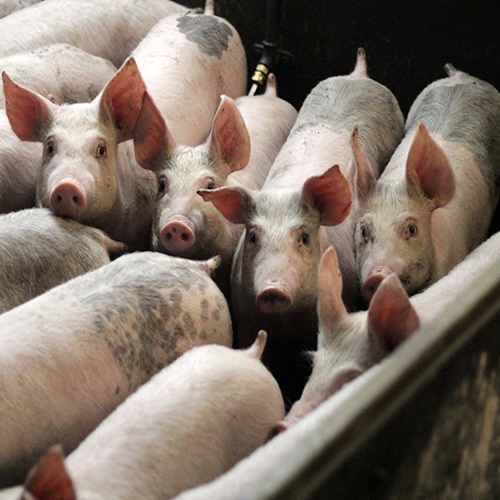 #CÁTEDRAAVÍCOLA | Entrevista sobre detección de foco de Peste Porcina Africana // Laura Giménez (Médica Veterinaria)